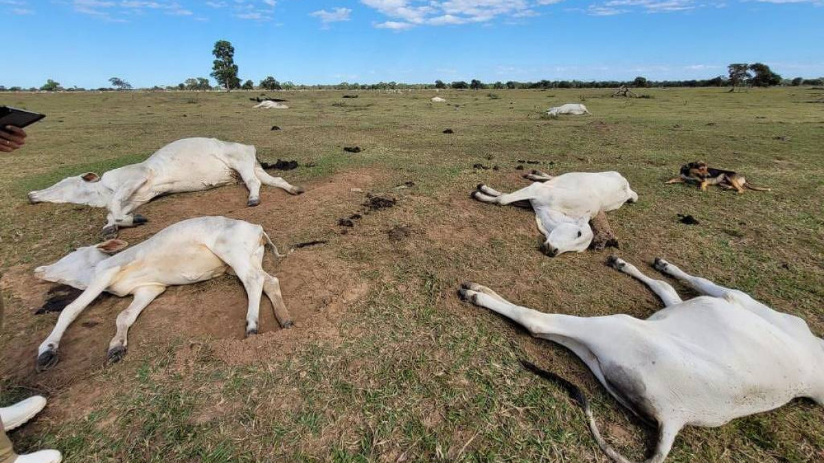 Onda de frio mata mais de mil cabeças de gado em Mato Grosso do Sul