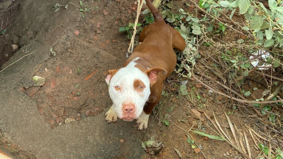 Pitbull é abandonado amarrado em uma casa abandonada