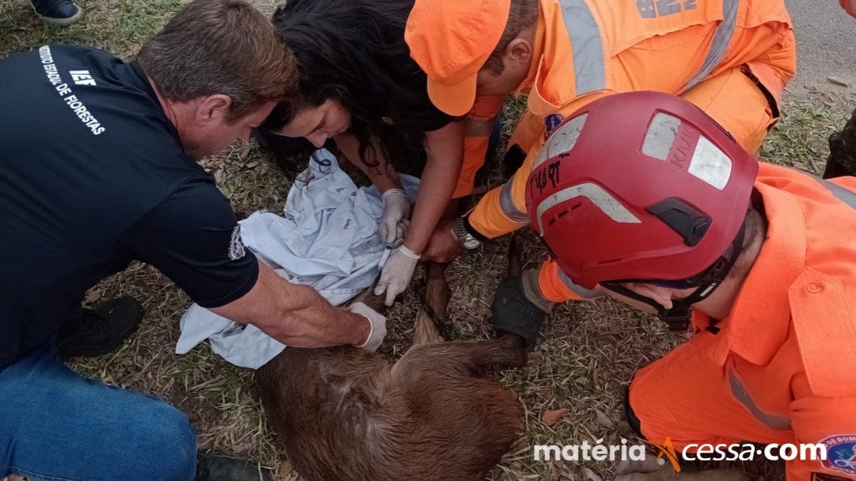 Veado é resgatado às margens do Rio Paraibuna, em Juiz de Fora