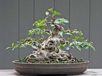 Bonsai