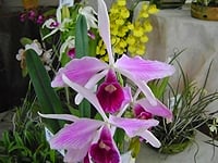 Orquídea