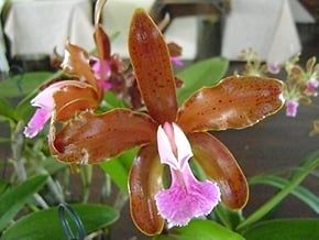 Orquídea