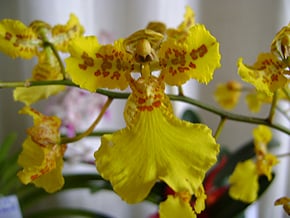 Orquídea