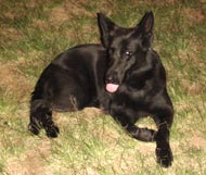 Vicky, tetra campe? brasileira de Schutzhund