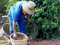 Agricultor colhendo café