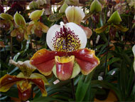 Orquídea6