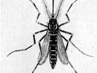 Mosquito da dengue