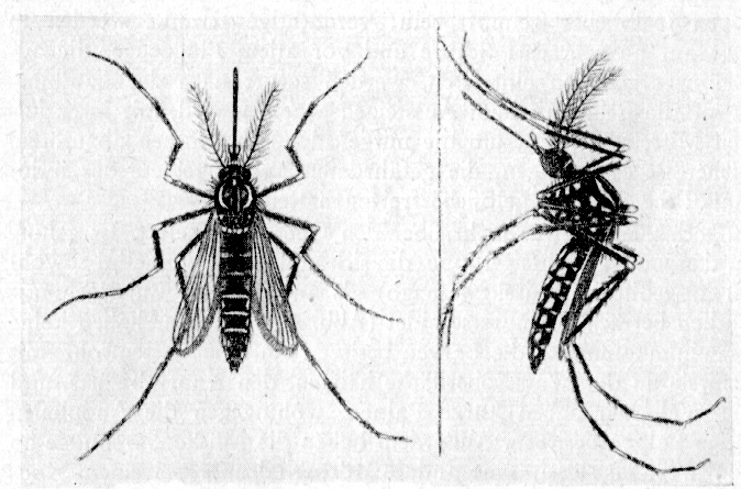 Foto do Aedes aegypti