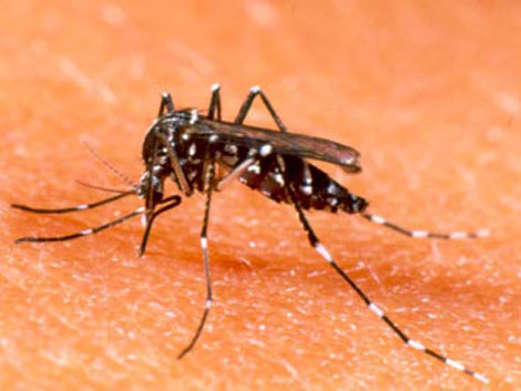 dengue